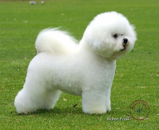 Bichon Frise 9F86D-06.JPG